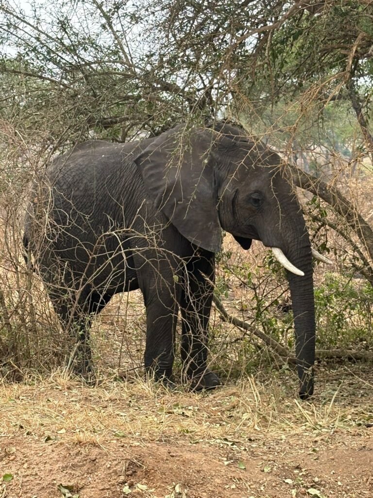 Exploring Uganda #2! Uganda’s SAFARI